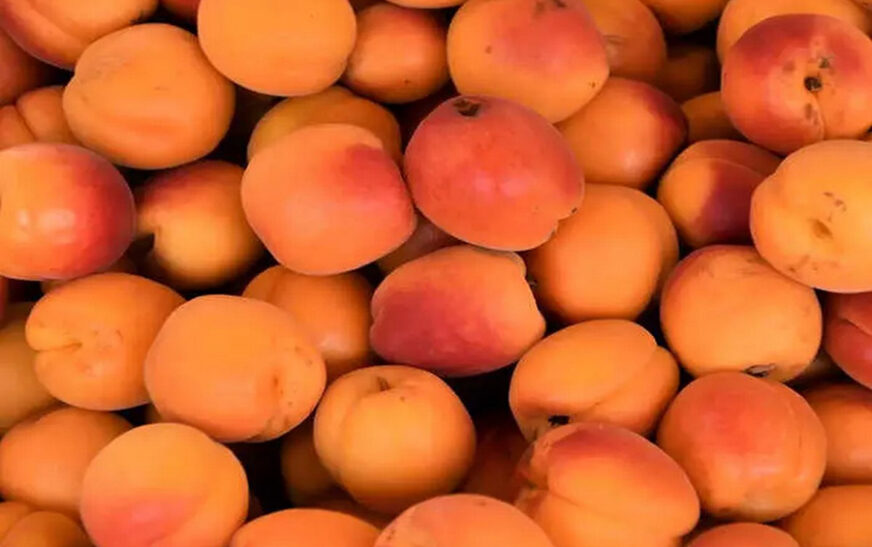 Apricots: A Nutrient-Packed Fruit for Health and Culinary Delights